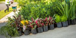 Discover the Latest Landscape Design Trends for Florida Residences in 2023