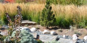 Xeriscaping: Save Water and Preserve the Environment